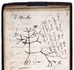Darwin writes -I think- above his first notebook sketch of an evolutionary tree