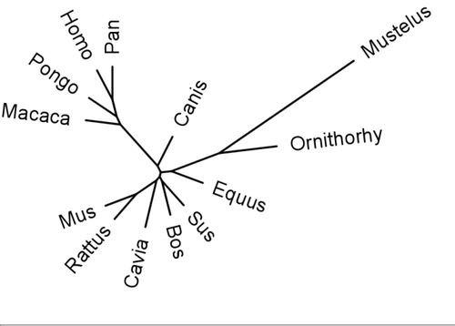 GULO_PHYLIP_Tree_Common_names.png