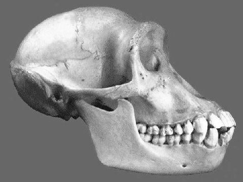 Chimp skull