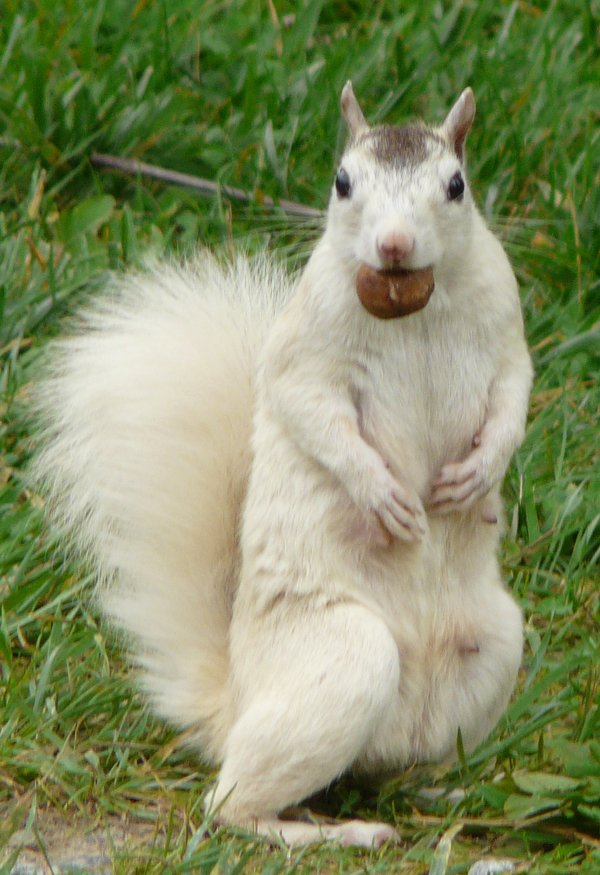Faller.Brevard White Squirrel.jpg
