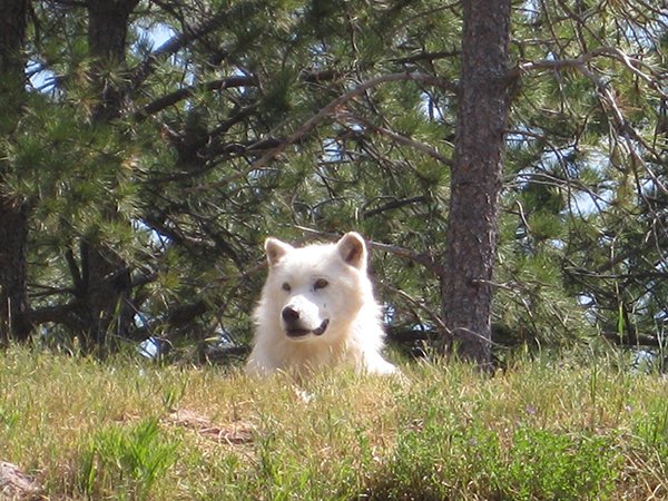 Arctic Wolf in Bear Country USA SD by Alex Young.jpg