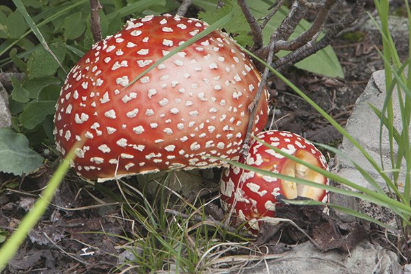 Amanita muscaria mushroom at Maroon Bells.jpg
