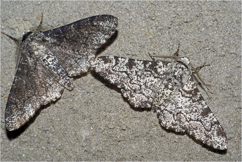 wikipedia_peppered_moths.jpg