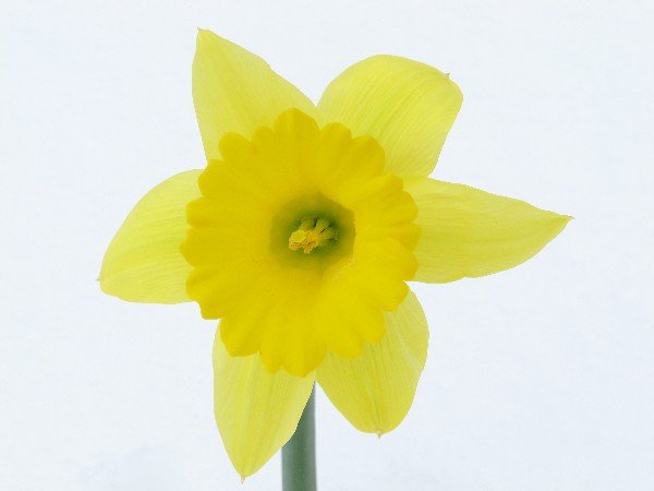 IMG_3244_Daffodil_600.JPG