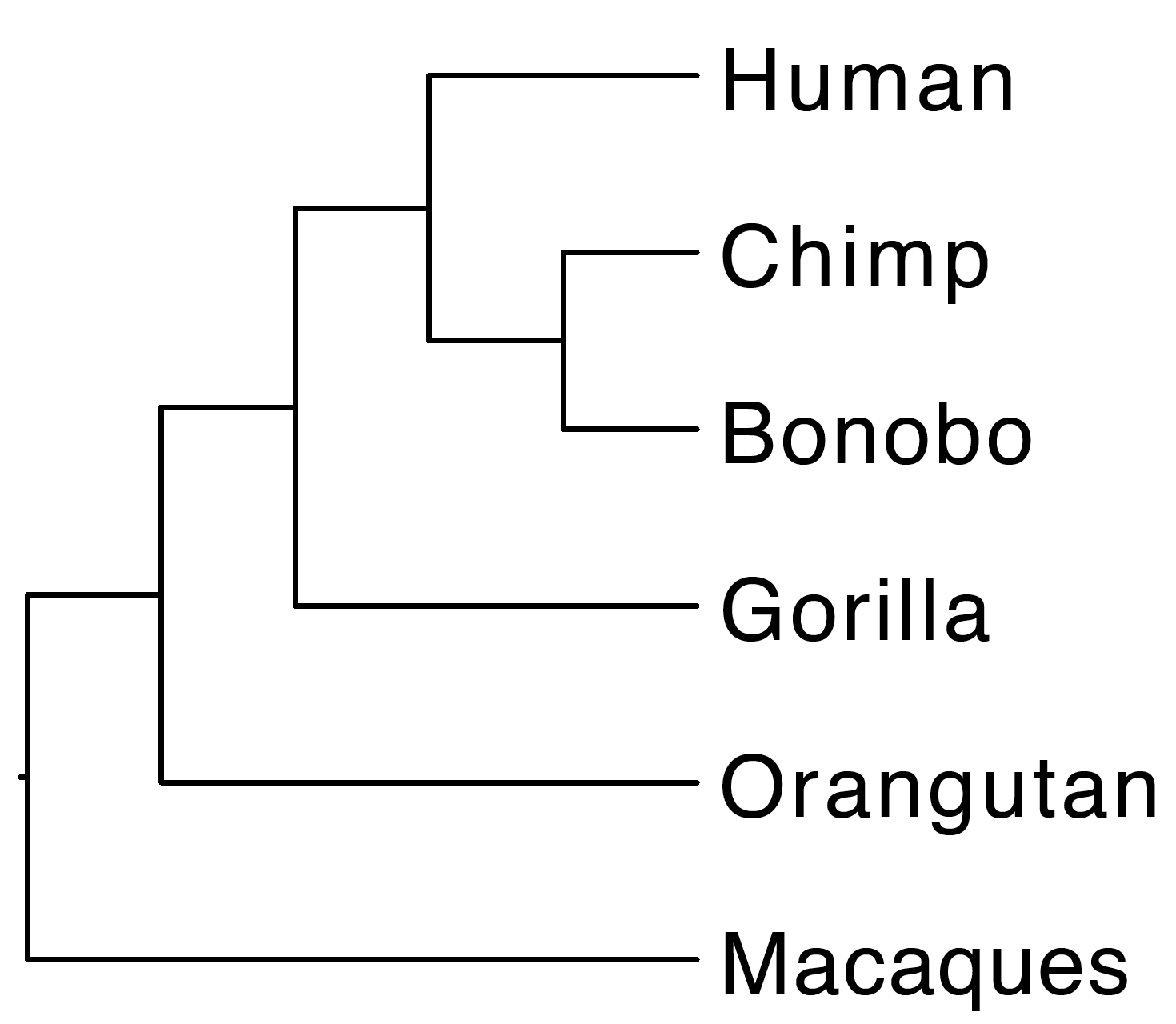 primate tree 2.png