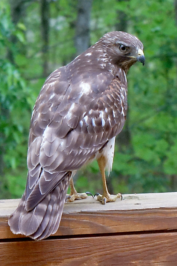  Red-shouldered hawk