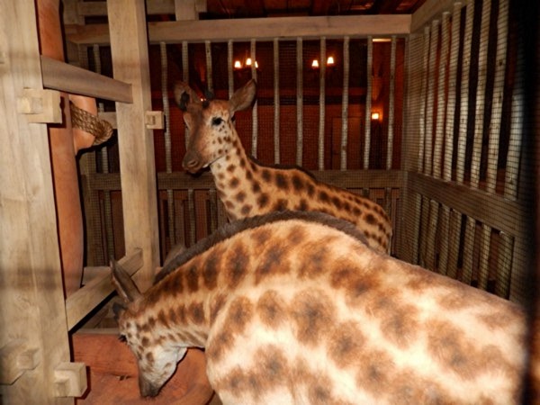 Giraffe-okapi hybrid