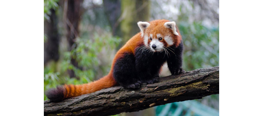 Puzzled Red Panda