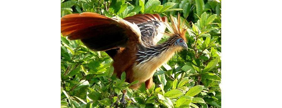 A hoatzin in Peru)