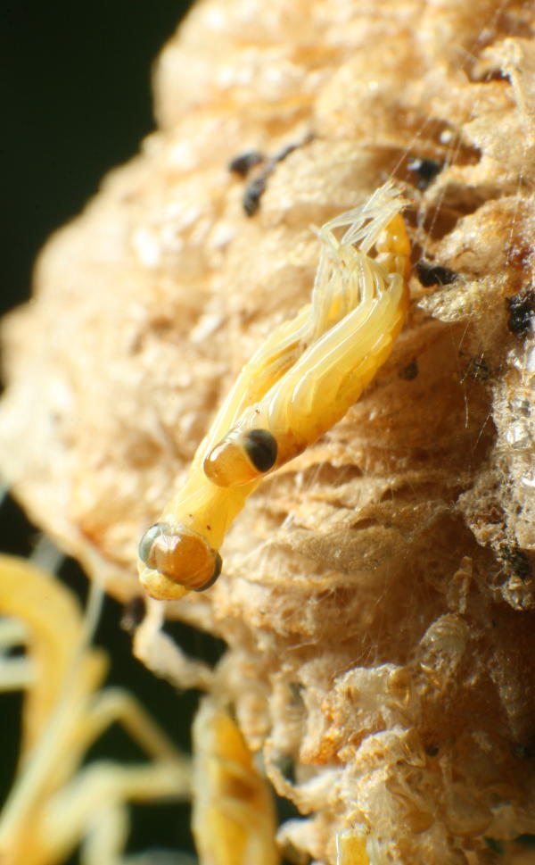 Chinese mantis emerging from egg sac