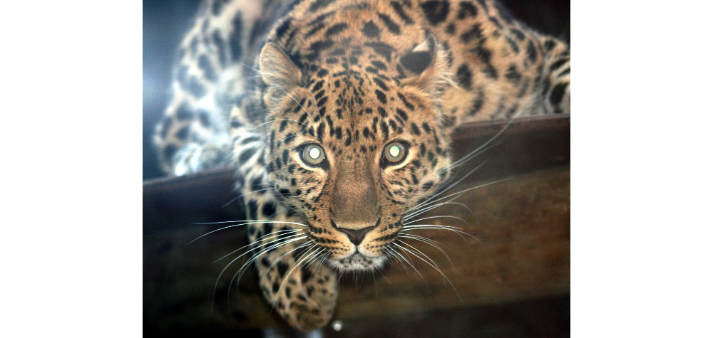 Reflections in eyes of leopard