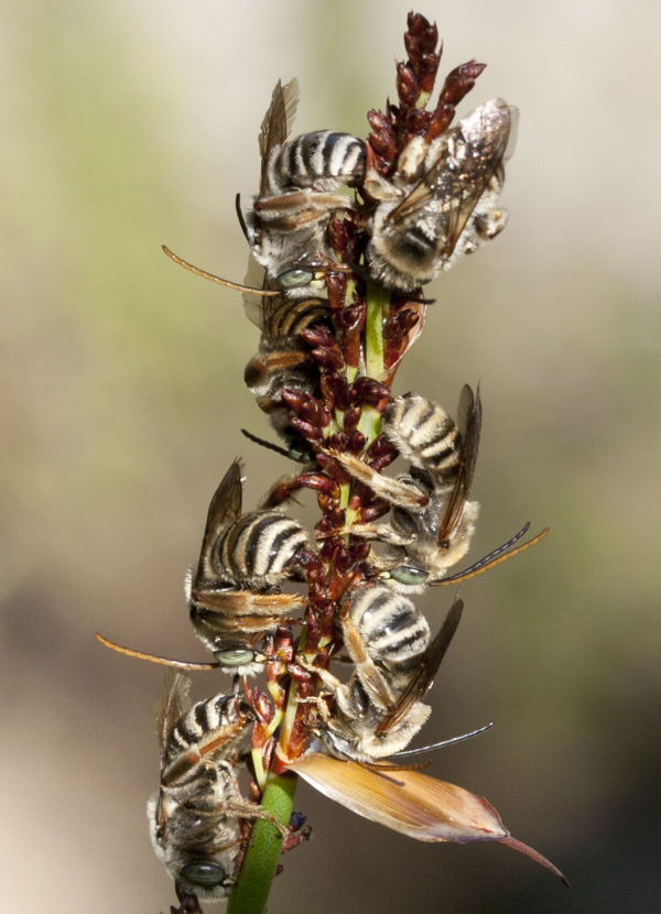 Long-horned bee