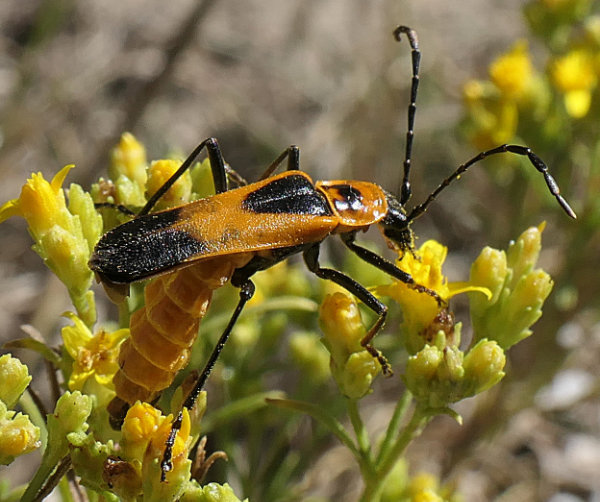 Colorado soldier beetle