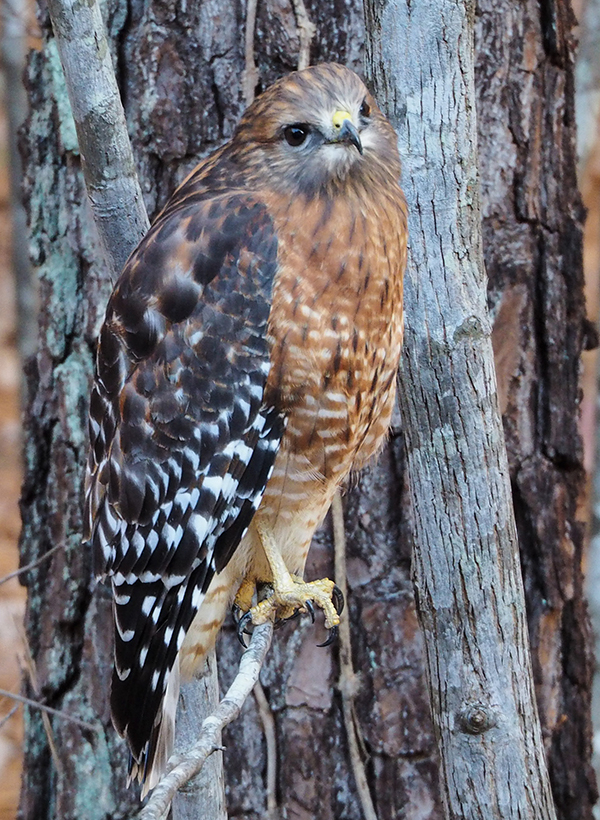 Red-shouldered hawk