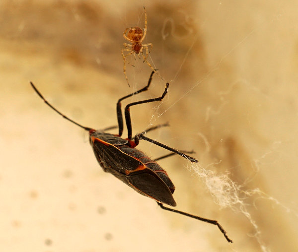 Spider attacking a box elder bug trapped in the spiderweb