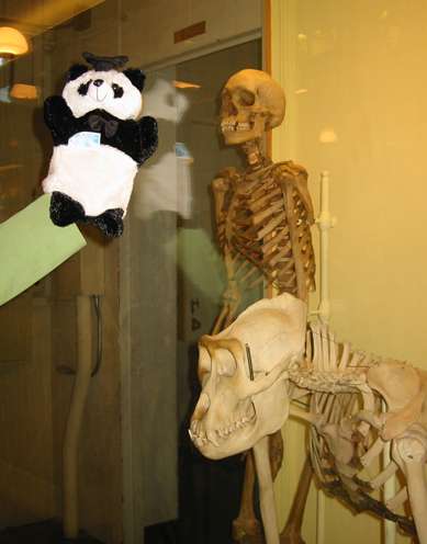 Prof. Steve Steve with Huxley's skeleton group