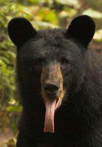 bear_tongue-2.JPG