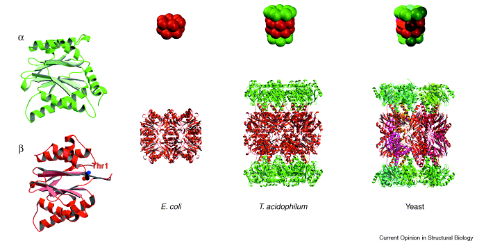 Proteasome_structure.gif