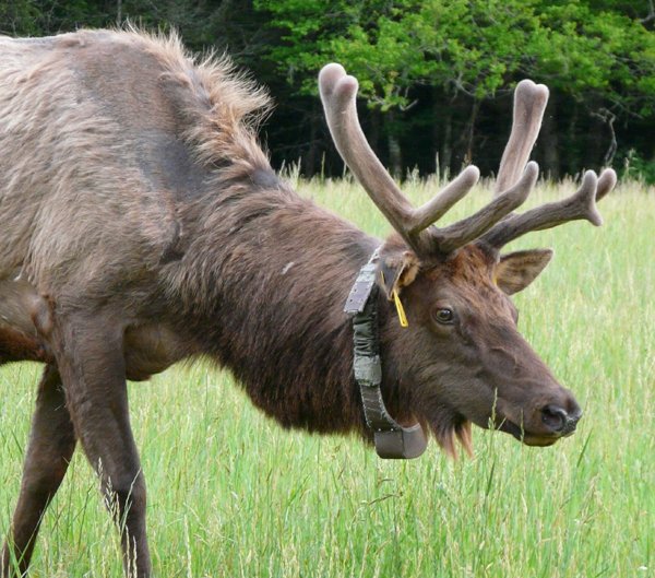 Faller.Appalachian Elk.jpg