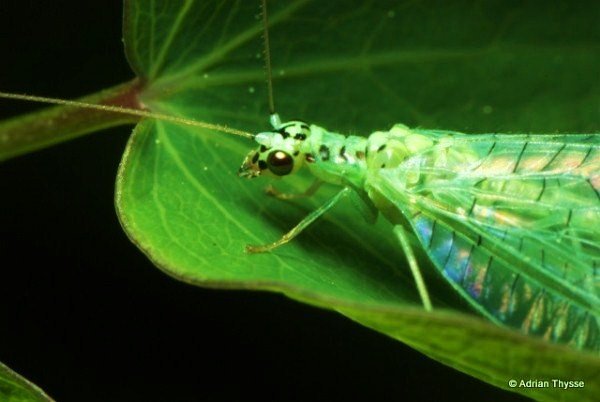 Thysse.Green Lace wing(Chrysopa sp.).jpg