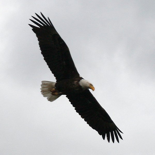Bald-eagle-in-Grand-Teton-NP.jpg