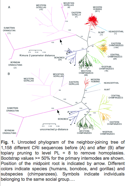 Gagneux_etal_1999_PNAS_mtDNA_African_hominids_Fig1_phylogeny.png