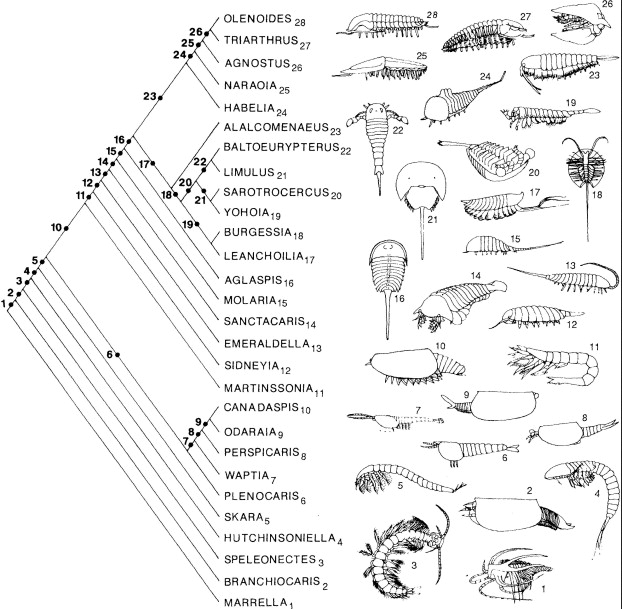 Briggs_Fortey_1989_arthropod_evolution_cladogram.png