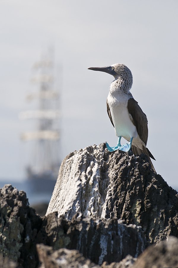 Layton_Blue Footed Booby.jpg