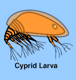 cyprid_barnacle.gif