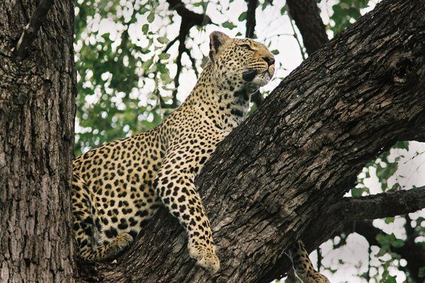 Neubaum_Leporad in tree Kruger Park SA.jpg