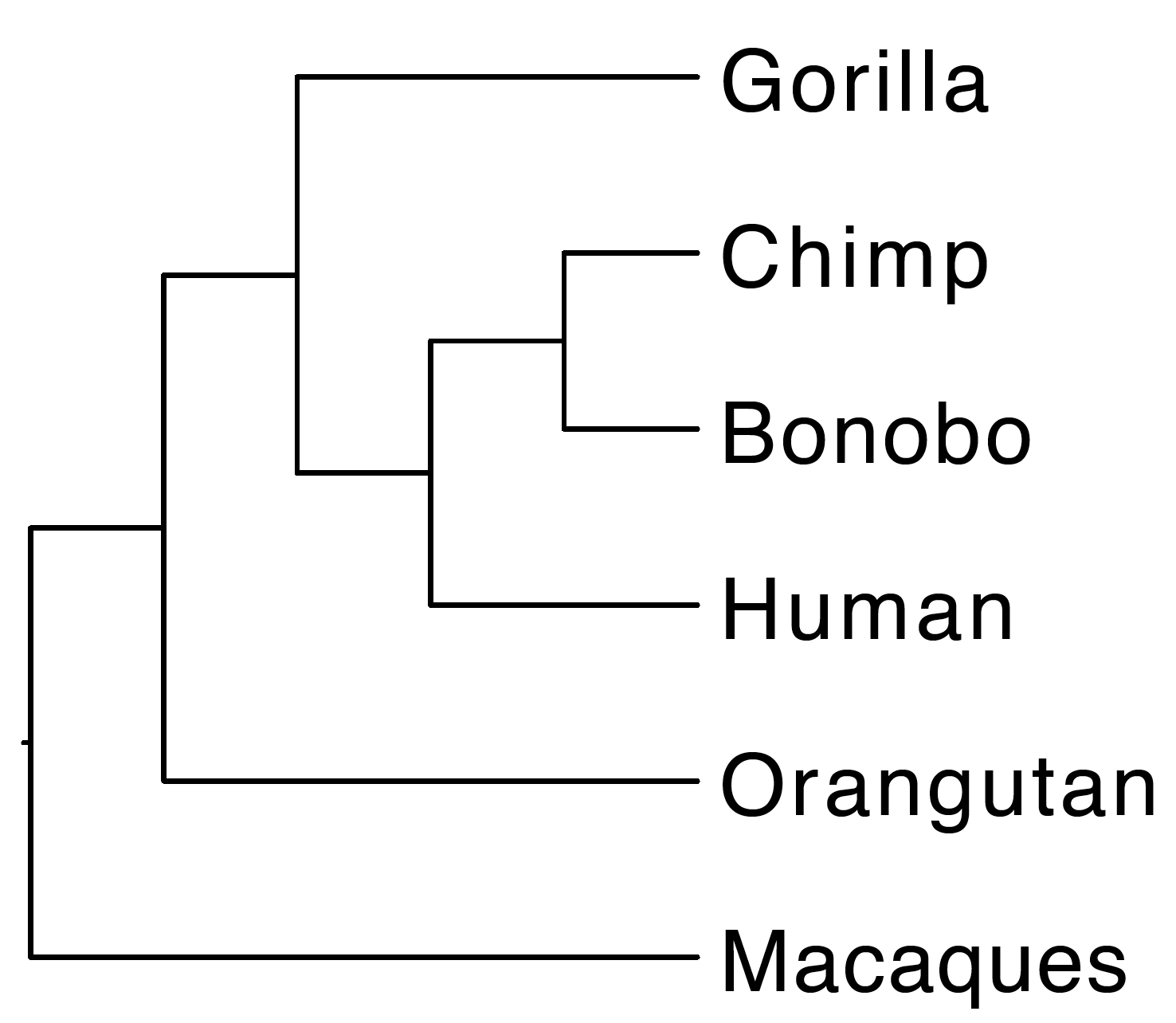 primate tree 1.png