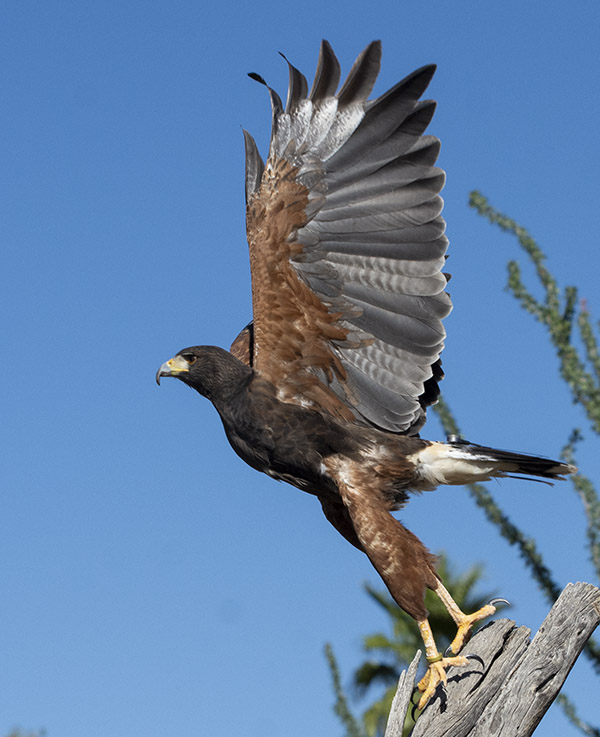 Parabuteo unicinctus