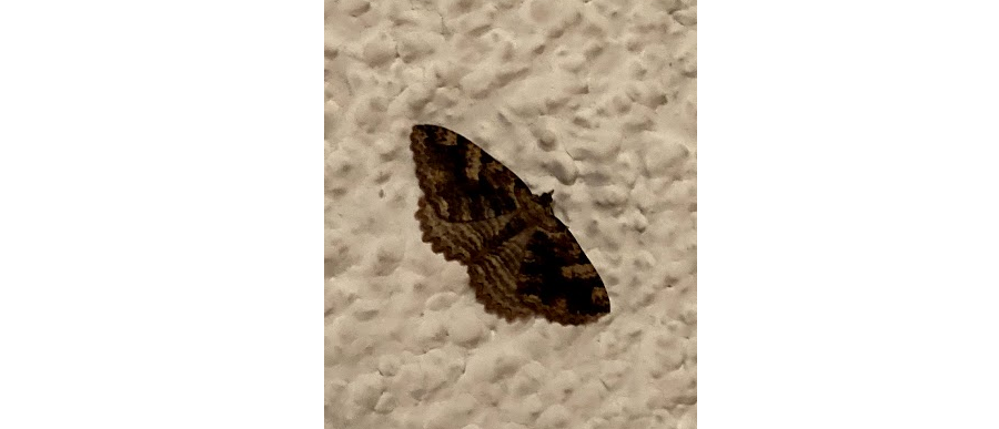 Image of Moth on ceiling
