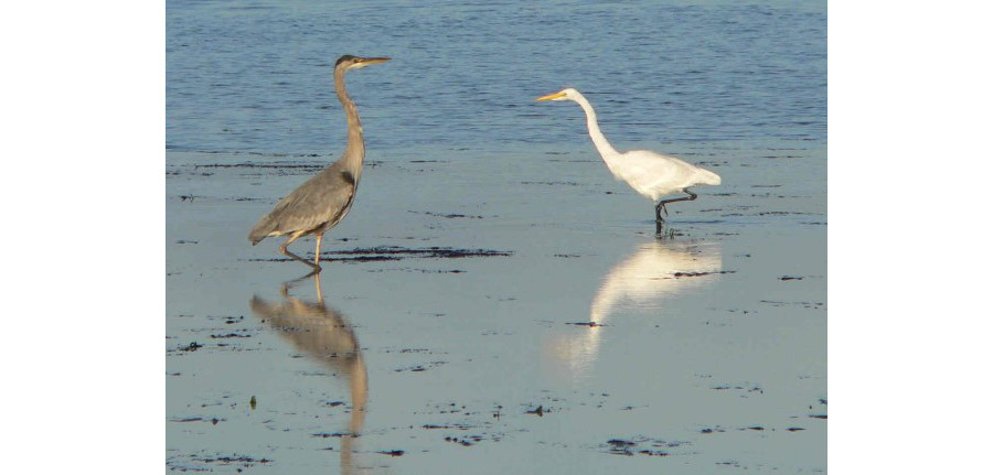 Heron and egret
