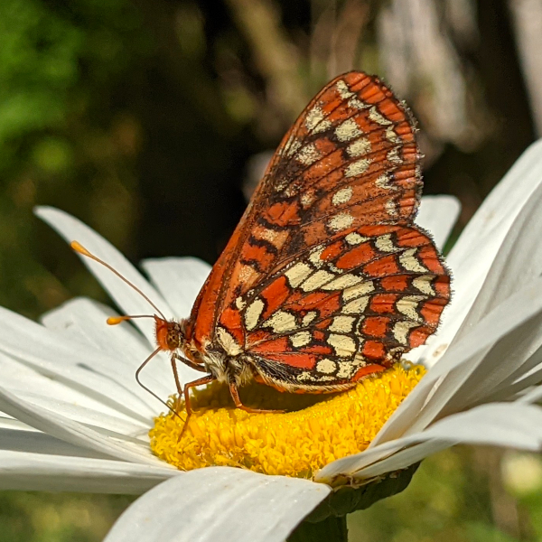 Snowberry checkerspot butterfly