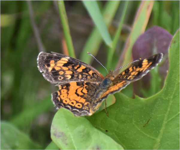  Tawny crescent butterfly