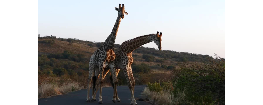 [Image of male giraffes "necking", from Wikimedia Commons]