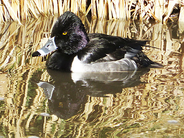 Ring-necked duck