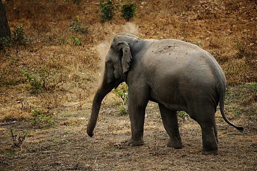 Tuskless Asian bull elephant