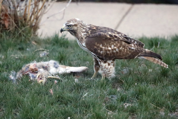 Red-tailed hawk with rabbit