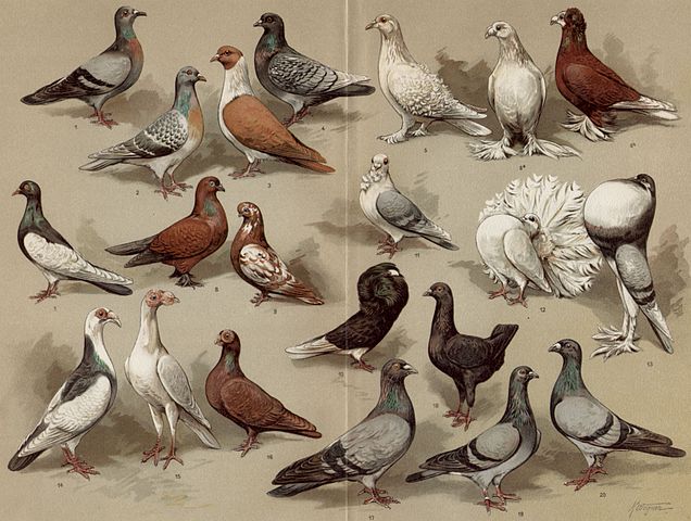 [a nice image of fancy pigeons]