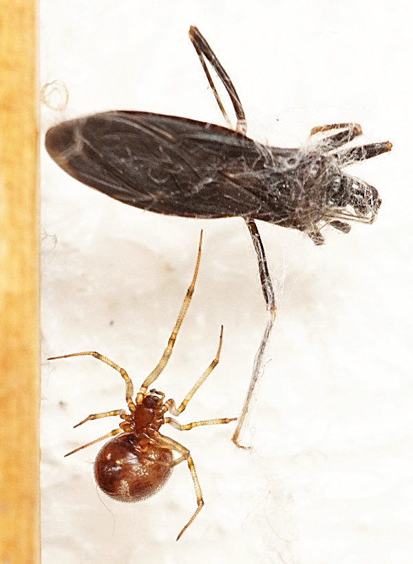 Triangular cobweb spider with assassin bug