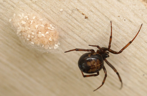 Spider with egg sac