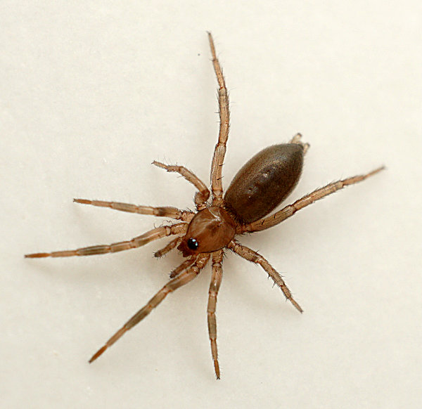 Ground spider