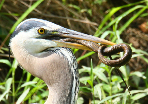 Great Blue Heron