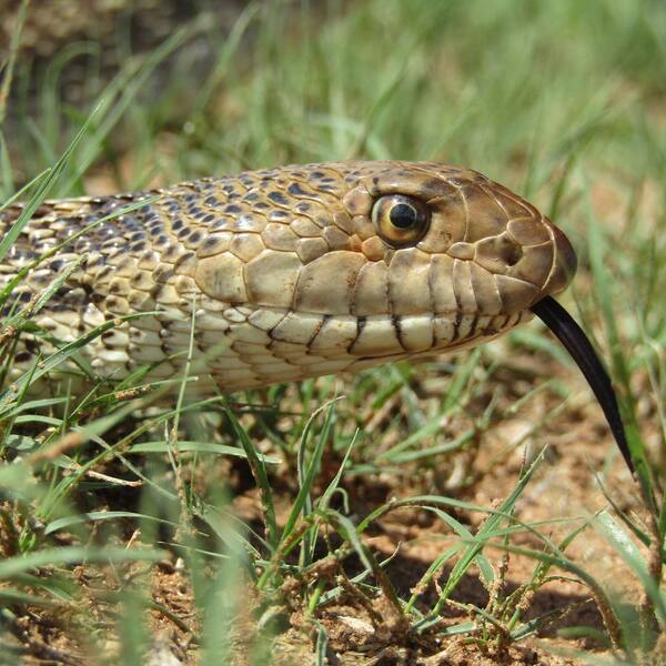 Head shot of snake
