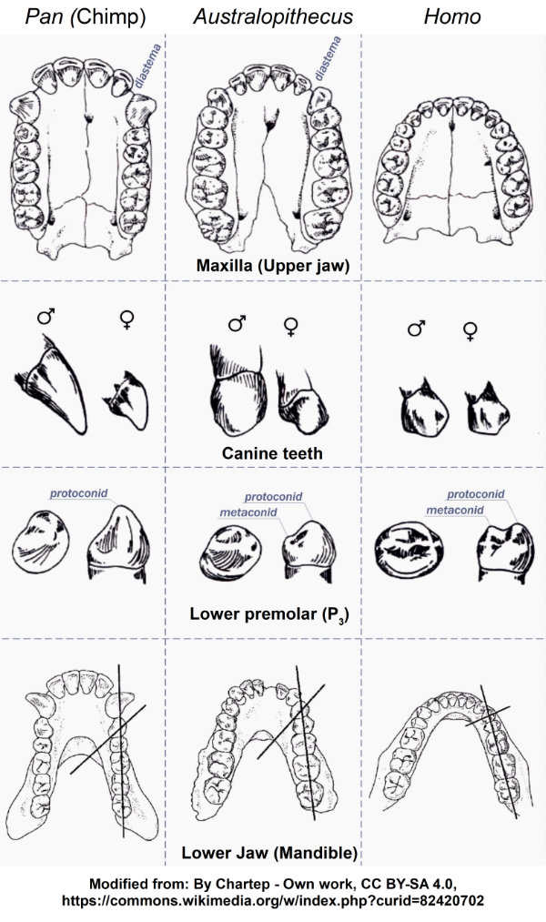 Dentition