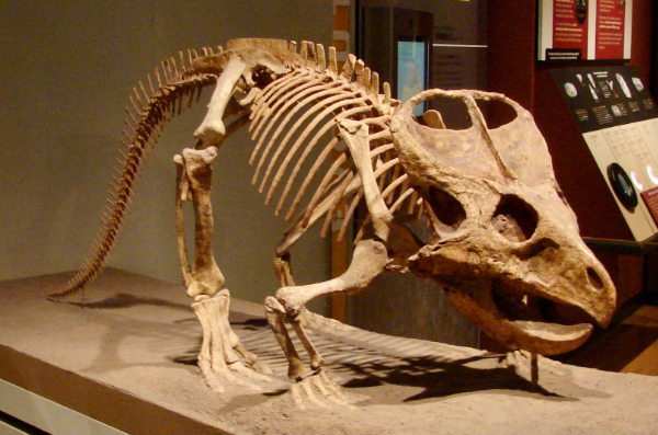 [Protoceratops image]