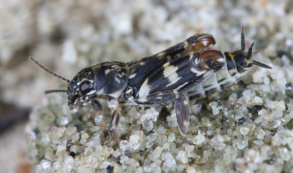 Pygmy mole cricket