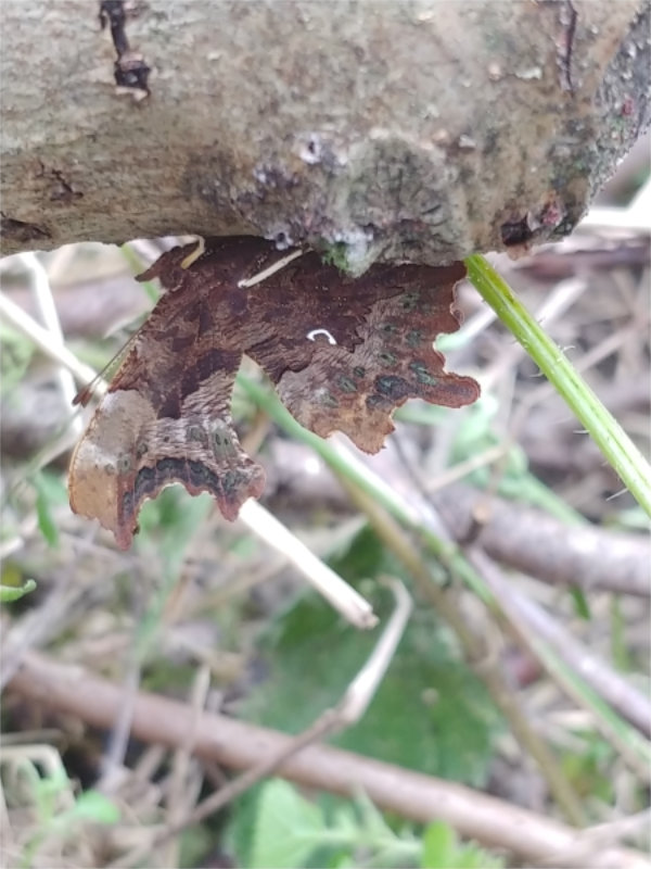 Comma butterfly